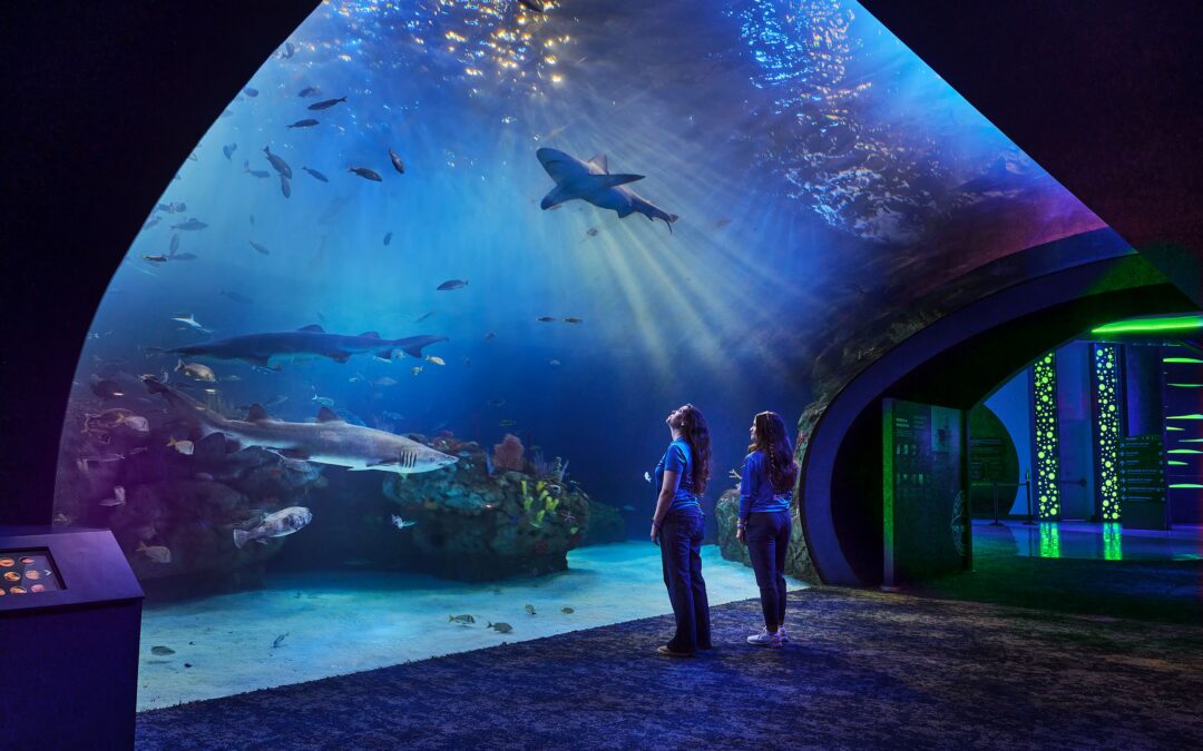 Lighting Life Beneath the Surface